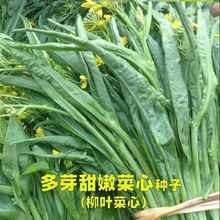 廣西桂林四季柳葉菜心種子卷葉油青增城菜心菜苔陽台庭院蔬菜種籽