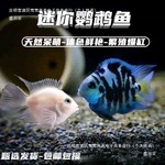 迷你鹦鹉鱼小鱼慈鲷鱼苗观赏鱼种鱼一对热带鱼小型活鱼耐养淡中国