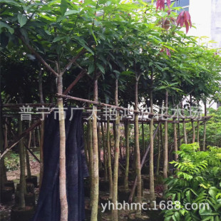 �V�|�Ռ���ֲ����â�������u��â���Lâ������â��â�tƤâ����ľ