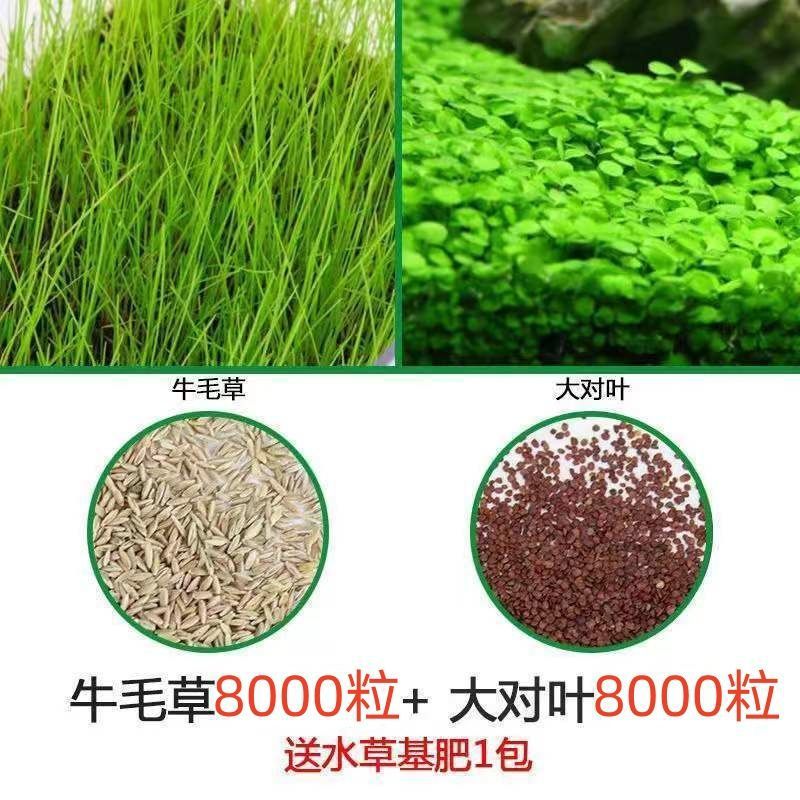 [핫세일] 워터그라스머드 2.5kg - 큰잎 + 소털풀 8000캡슐 + 그릇연꽃 5캡슐 + 비료