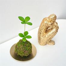 ���~��̦�\�����\��ī�����F�҃������F��ֲ���k���͏d�GֲС����