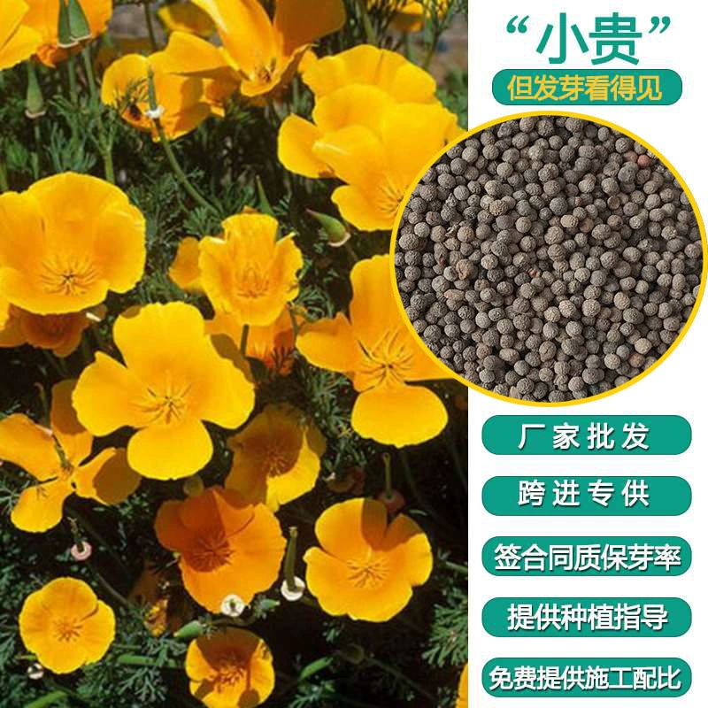 Семена цветочной травы теневыносливые и морозостойкие, цветут ранней весной, подходят для садовых ландшафтов, цветочных полей, лесных трав и использования на открытом воздухе в любое время года.