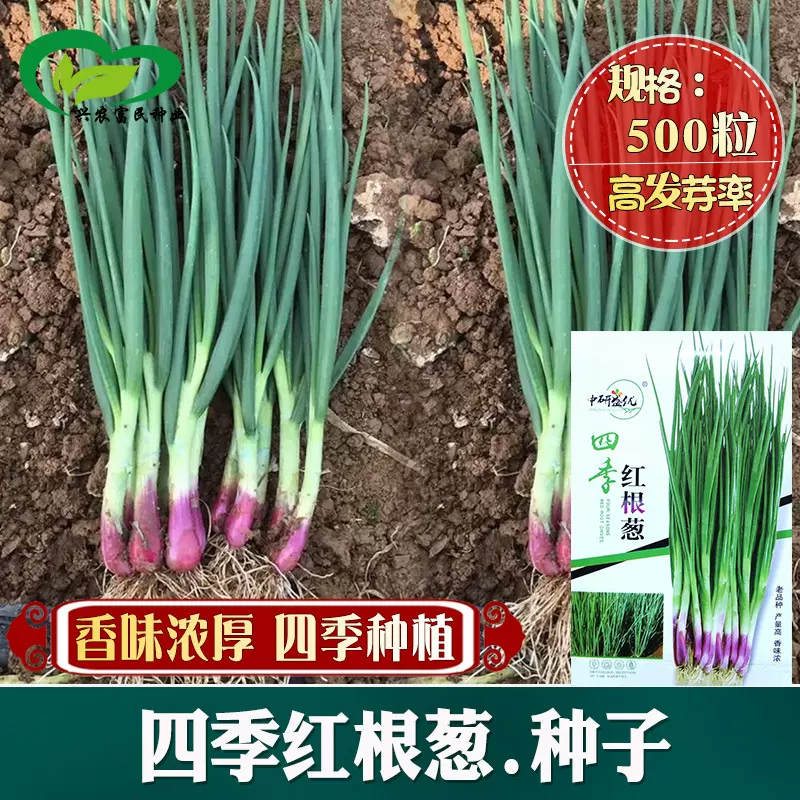 四季红根小香葱种子盆栽葱种红葱小葱种籽春季秋季四季阳台蔬菜孑