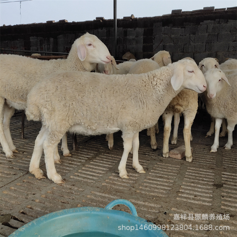 Where to Buy Small-Tailed Cold Lamb, Huyang Breeding Sheep, Dubbo Sheep Farm, Australian White Ewes