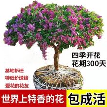 丁香花四季开花浓香型树苗庭院北方种植盆栽室内外耐寒花卉植物