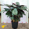 The base directly supply the new Dafei Yuku, the potted planting office of the potted office of the courtyard, the large plant of the large plant to protect the purification air and green plants