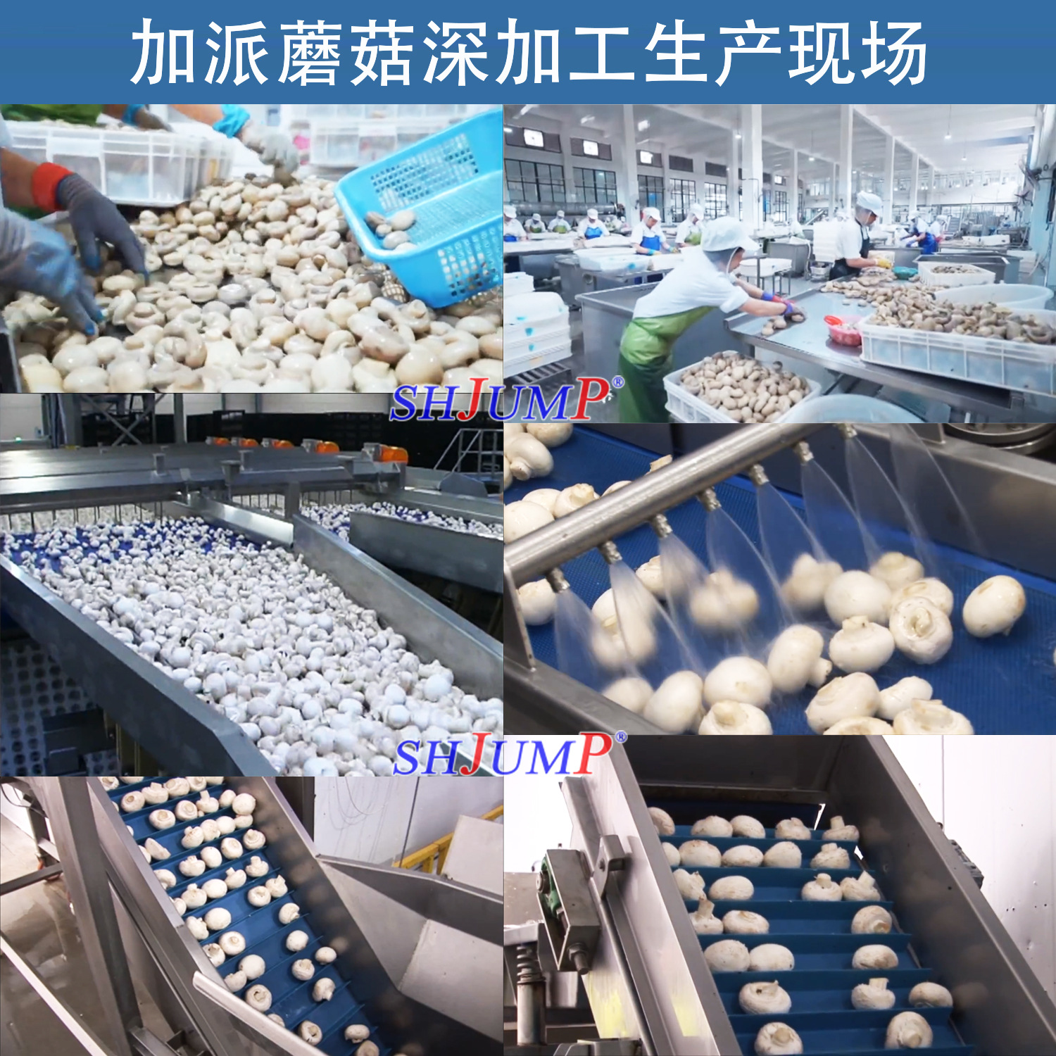 蘑菇罐頭加工生產(chǎn)線1