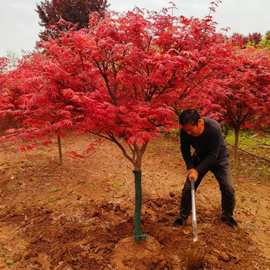 西安苗圃供应中国红枫红三季 日本红枫红两季