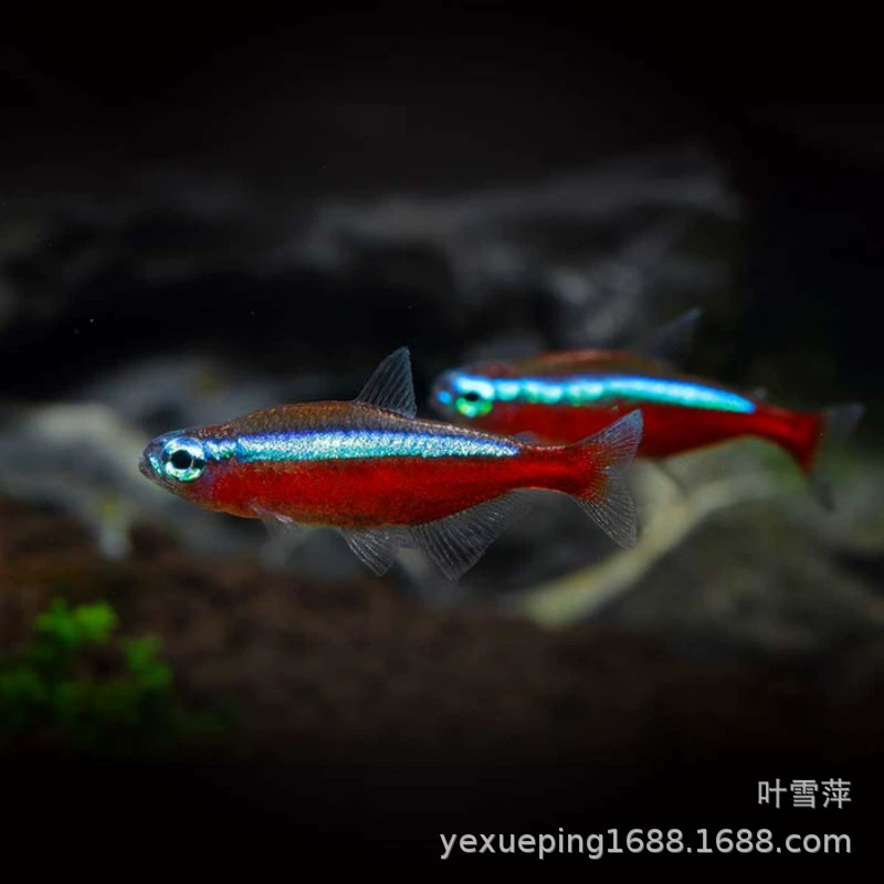 Baolian lantern fish living tropical fish ornamental fish and grass tank group swimming fish lantern fish tropical fish ornamental fish wholesale Baolian lantern fish living tropical fish ornamental fish and grass tank group swimming fish lantern fish tropical fish ornamental fish wholesale