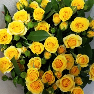 Fantasy Barbie Garden Potted Yellow Multi-Headed Rose That Blooms in All Seasons and Has Large Flower Volume, Balcony Florals, Diamond Roses