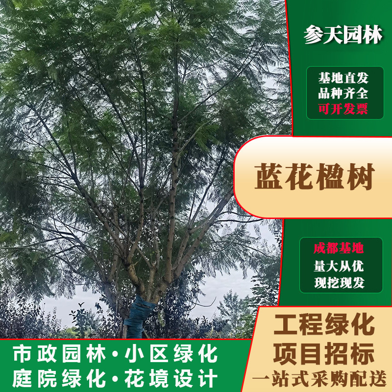 重庆贵州四川蓝花楹12公分蓝花楹15公分蓝花楹18公分蓝花楹20公分