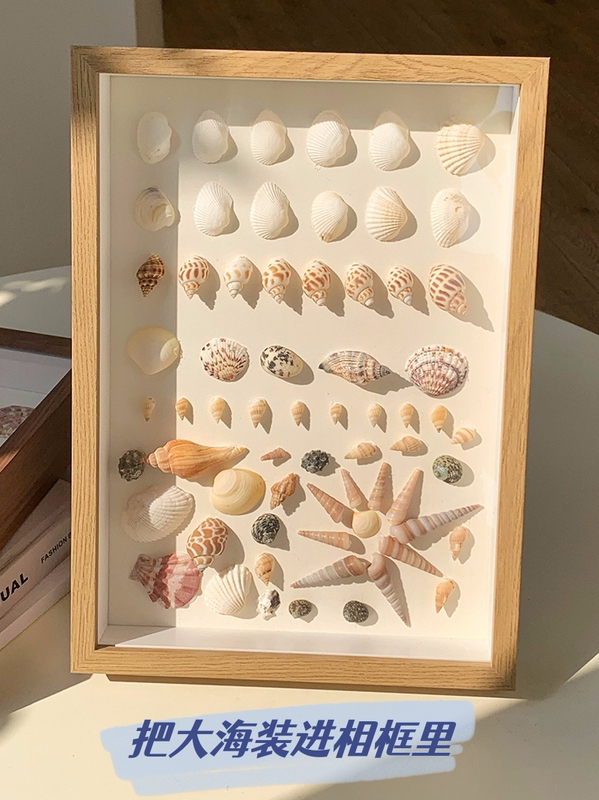 Seaside Shell Conch Specimen Frame Homemade Handmade Gift Commemorative Picture Frame Hollow Square Simple Photo Frame Factory