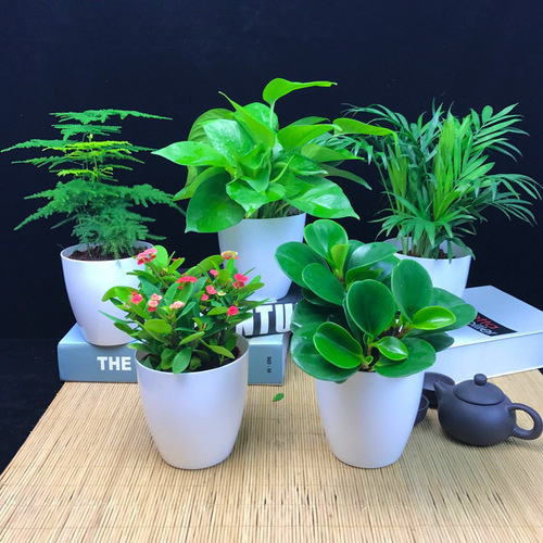 General nutrient solution for plants and flowers for flower cultivation, home gardening, potted pothos and rich bamboo concentrated flower fertilizer wholesale