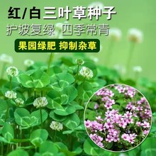 白三叶草种子红三叶草种子净籽四季青草坪绿化果园绿肥草籽