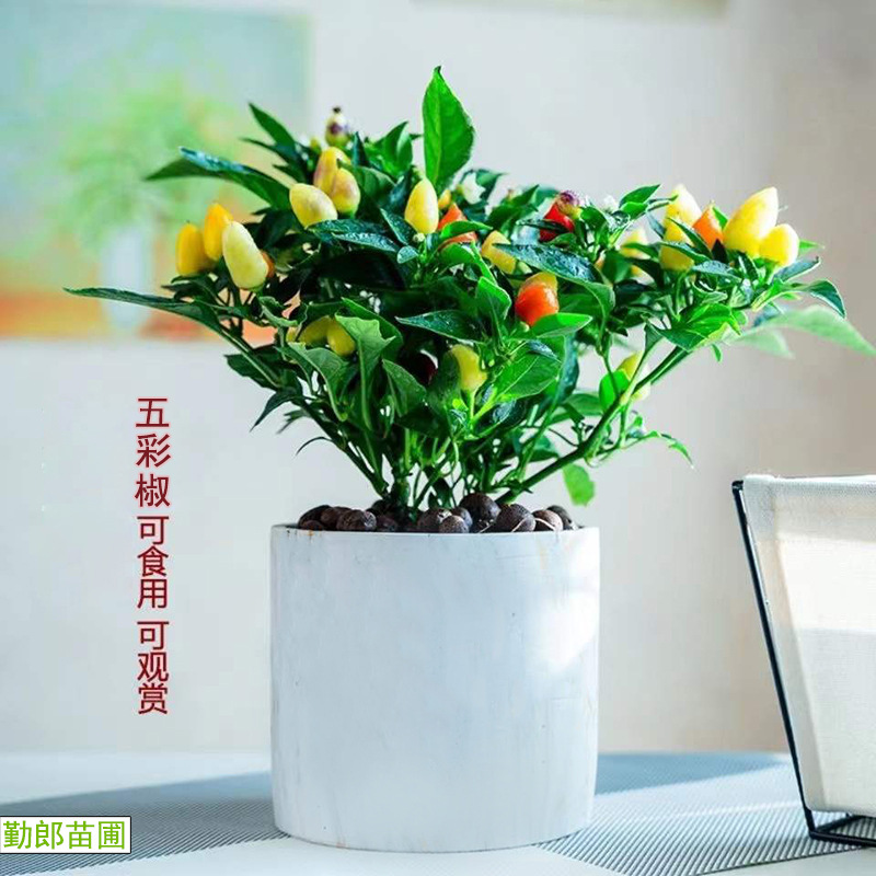 可食用小辣椒七彩椒小朝天椒五彩椒盆栽树苗阳台多彩带果室内绿植