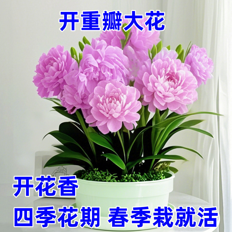 香りが強く、開花期間が長い、大きな花、フランニンガーフラワー、緑の植物、四季咲き、室内で育てやすい、バルコニー、リビングルームの浄化|undefined