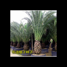 热带椰子布迪椰子种子 原产地巴西果实冻子椰子 布迪椰子树苗种子