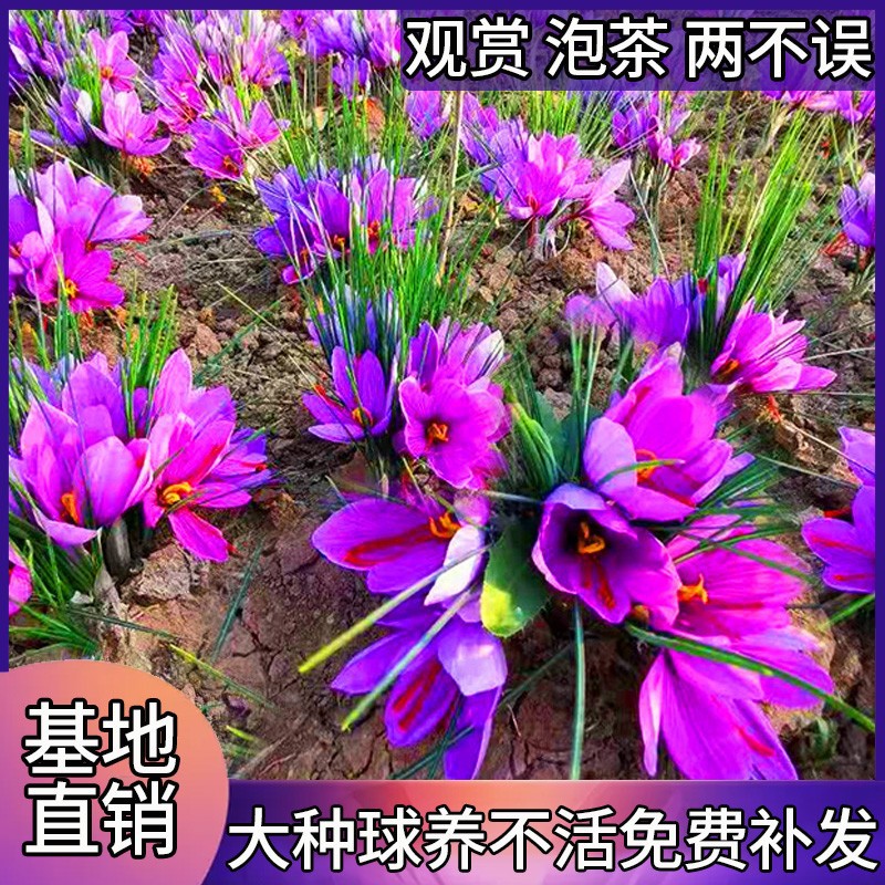 藏红花种球种子一斤装当年开花番红花西红花四季种植耐寒盆栽花卉