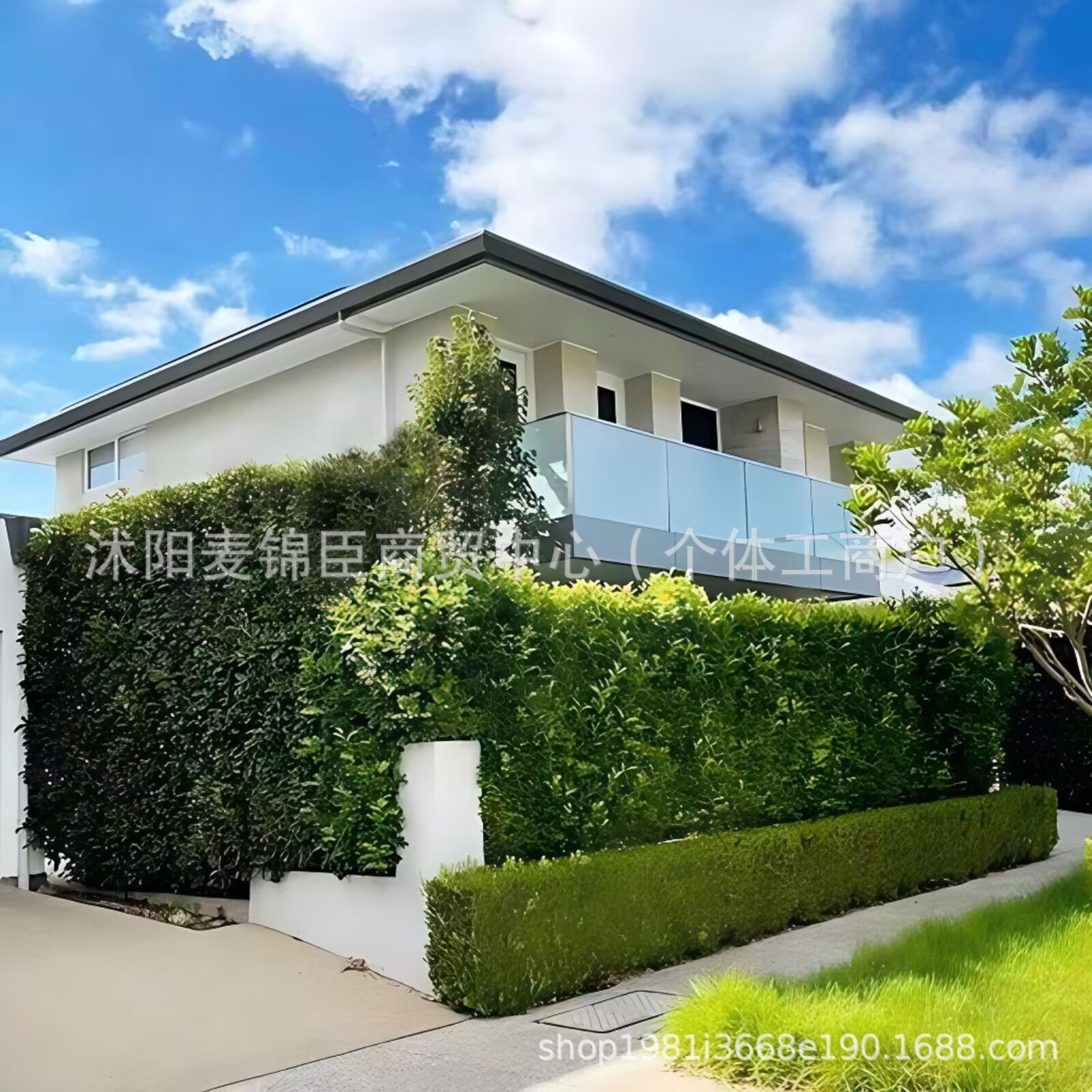 冬青树苗室外绿化植物围墙篱笆苗风景大叶北海道树苗耐寒四季常青