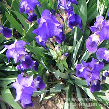 Ұ���R�m�^�N��Ұ���R�m�^�N���R�m���N���Rɏ���N����ľ�N���R�m