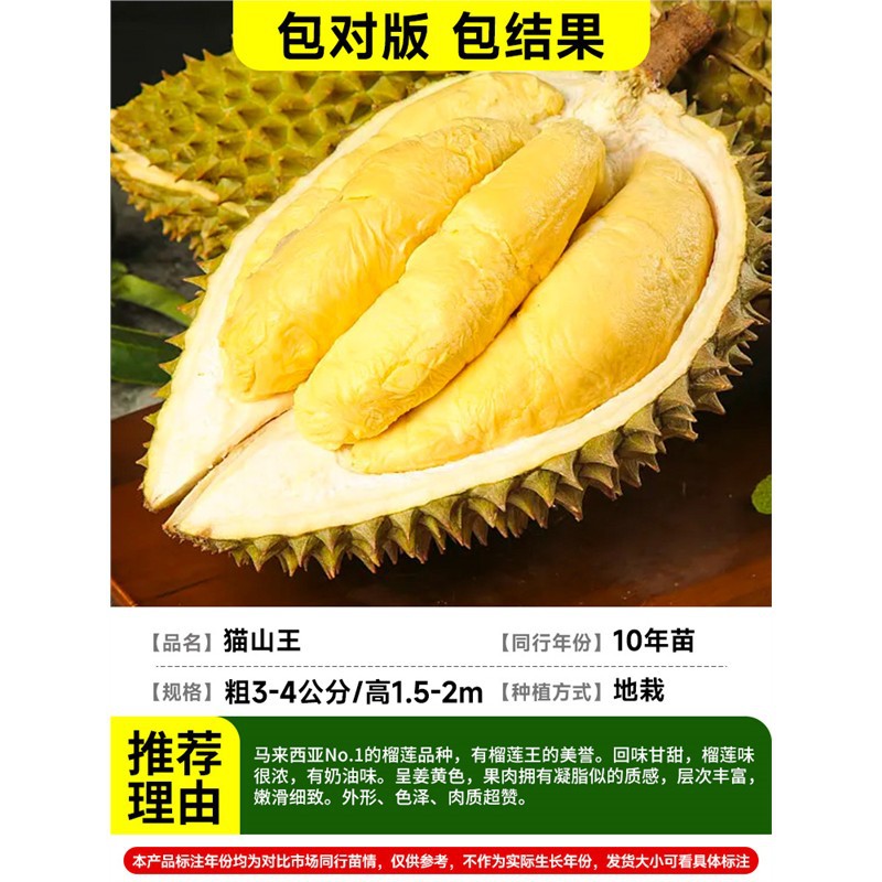 [마당 별장 추천] (두께 3-4cm / 높이 1.5-2m) 말레이시아 - 무상킹 (10년근 모종결과 2)