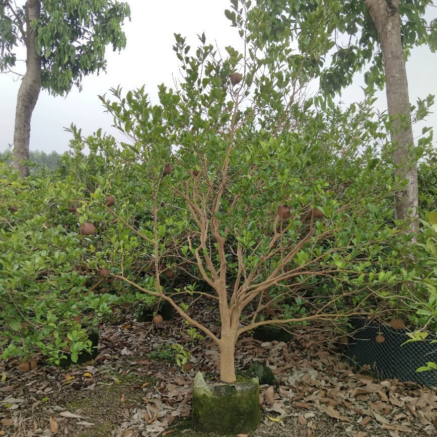 2108 Поставка красного кожуры масличного чая дерева большой фруктовый чай масляного дерева грубый фруктовый чай зеленый растительное масло чайное дерево емкостный саженец