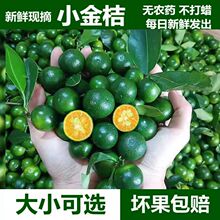 青柠新鲜海南青金桔小青桔奶茶店专用摘小酸柠檬奶茶批发水果薄皮