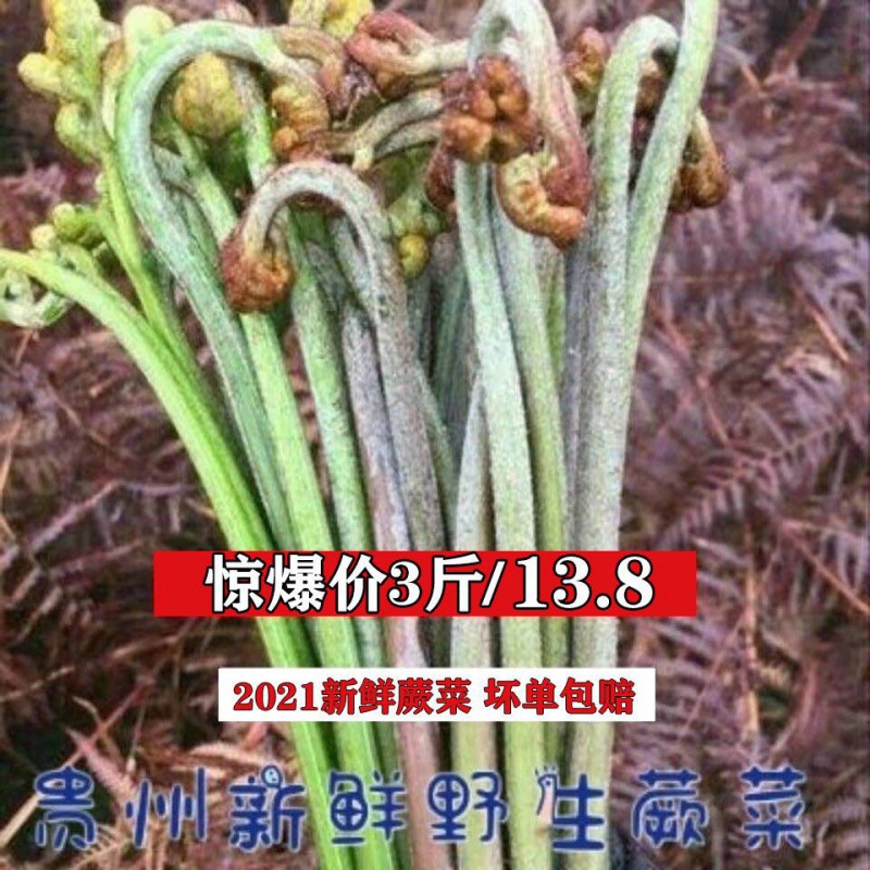贵州新鲜蕨菜拳头菜龙爪菜凉拌炒肉山野菜产地甜蕨批发厂家批发