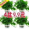 Green Potted Plant Plant Plant Plant Flower Green Plant Water Pei Changtang Hanging Large Green Bad New House to absorb formaldehyde