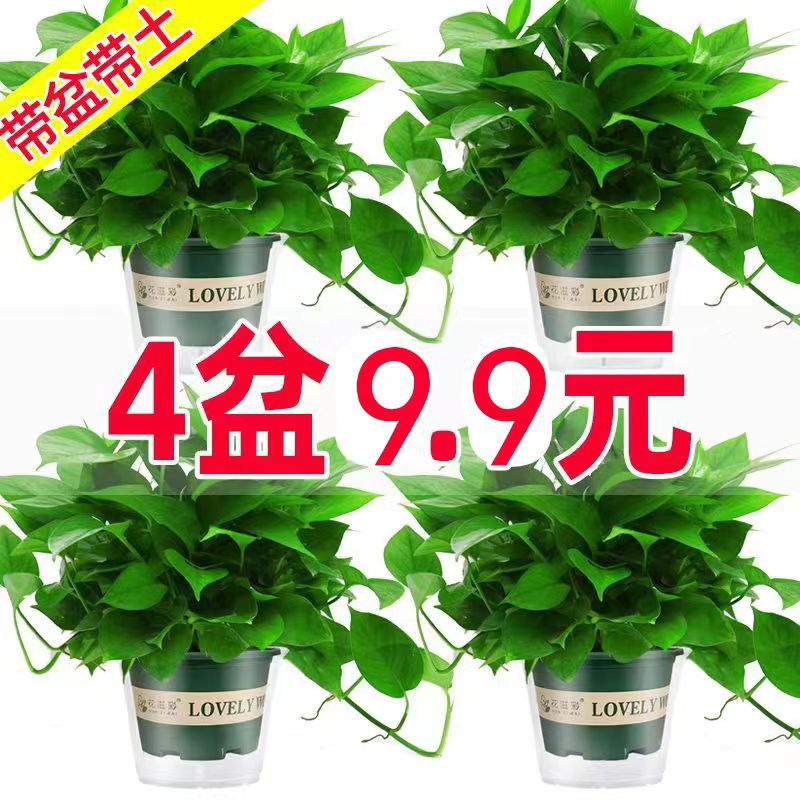 Pothos Potted Indoor Plants, Florals, Green Plants, Hydroponics, Long Vines, Hanging Large Leaves, Green Baskets, New House Absorbing Formaldehyde, Pothos