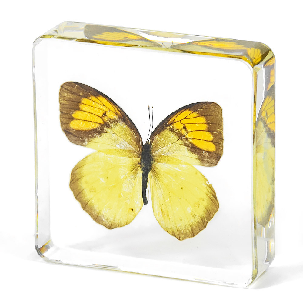 7.5CM 오렌지 날개 핑크 나비