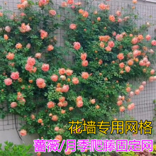 ܾW¼䓽zWNޱֲϠ܈@ˇFzW