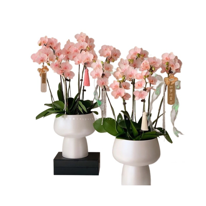 Large Butterfly Orchid Seedlings Indoor Potted Plants 5