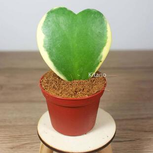 Heart-Shaped Leaf Ball Orchid Brocade, a Piece of Heart-Shaped Creative Succulent Plant, Blooming Desktop Small Potted Gift, Climbing Green Plant