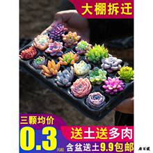 ���� ����ֲ��M������С�Gֲ������¶���w���B���] ������^�Ϙ�