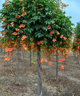 Dropshipping Lingxiao Flower Sapling Potted Balcony Courtyard Purifying Air Interesting Flower Wall Arch Multi-Flower Easy Maintenance