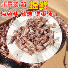 10斤装 海兔头墨斗鱼头 海鲜干货海产品 笔管鱼头乌贼头批发净重