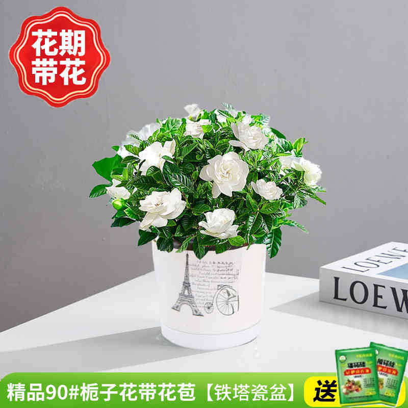 부티크 90#치자나무 개화기(철탑 도자기 화분)에 영양액을 공급