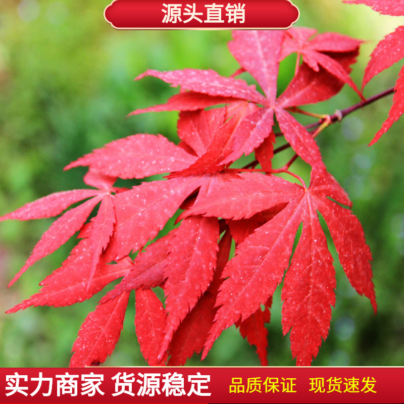 新采林木树种籽三角枫种子鸡爪槭青枫五角枫四季可播播种