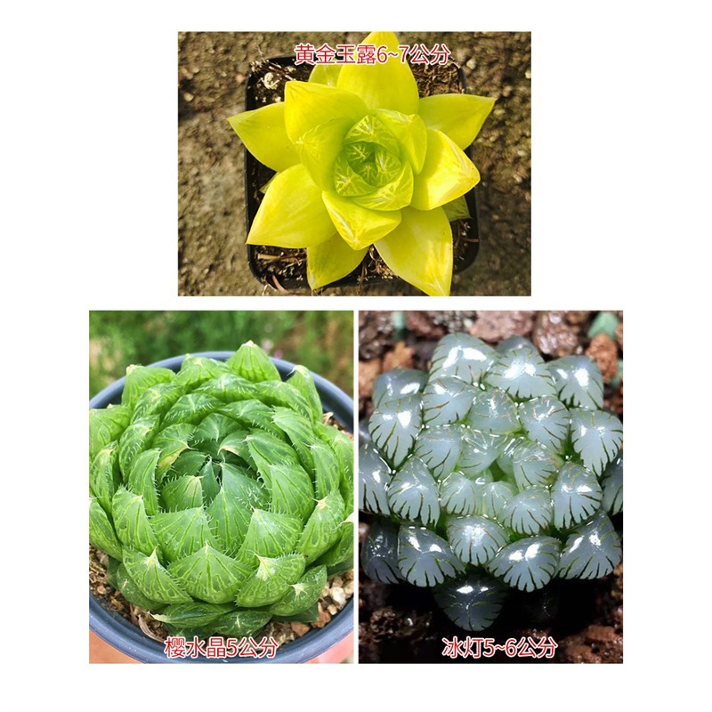 금 + 체리 크리스탈 + 얼음 램프 (무료 포장석)