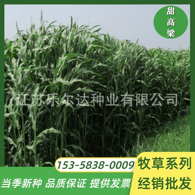 Семена Геркулеса Сладкие семена сорго Засухоустойчивое разведение Кормление Крупный рогатый скот и овцы Разведение рыбы Семена травы Юг и Север Четыре сезона