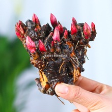 芍药根块带芽芍药种根牡丹芍药花根球当年开花室内庭院绿植盆栽
