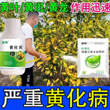 [�羳]�����S���ޏ̈́��I�BҺ�����S�~Ě�Ƚ��Ә��S�����S�D�G��