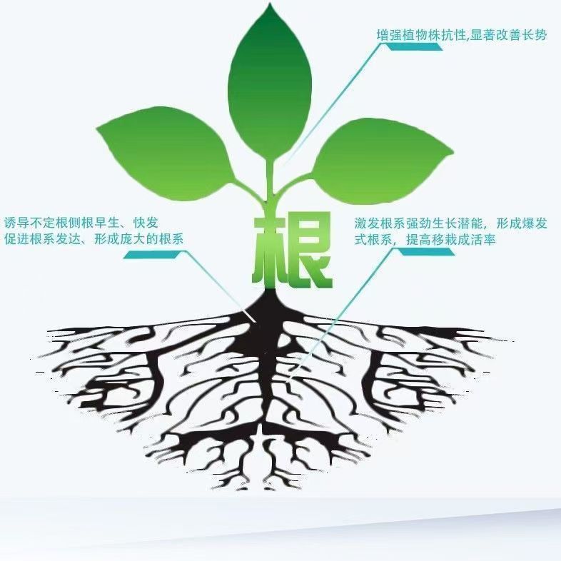 Quick rooting powder plant universal rooting agent for cuttings for…