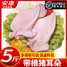 新鲜带根猪耳朵冷冻猪耳生猪耳片土猪耳卤菜根小干净去毛顺丰包邮