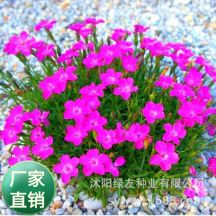 ���l�������t��ʯ��N�� �Wʯ�� һ�β��N �����p�� �ر����ܲ���