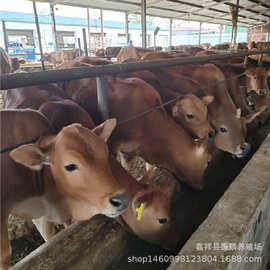 小牛犊养殖场 云南改良鲁西黄牛小黄牛养殖3-6个月黄牛肉牛犊价格
