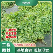 �㹽���~�X�ݴ������lˮ������ֱ�N����ˮ�|�e�����^���Bˮ�w�G��