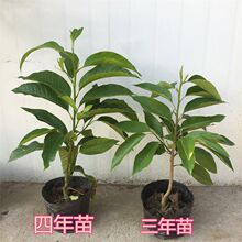 白玉兰树苗黄角兰盆栽四季品种大老桩黄果兰苗带花苞阳台庭院植物