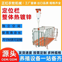 正红母猪定位栏落地式限位栏猪用定位栏带槽加厚产床仔猪保育